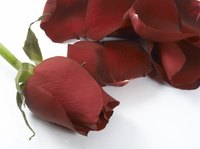 The Beast has to find love before the last petal falls from the flower.