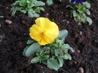 Flowers can stain cement.