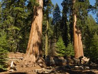 Sequoias are the oldest living trees on earth.