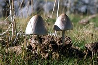 Some white mushrooms found on lawns are poisonous.
