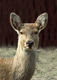 Know tick carriers like deer prefer certain yard plants.