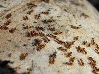 A red ant infestation can be solved with a few home remedy solutions.