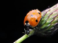 Ladybugs are a gardener's friend and should be welcomed.