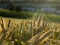 Malted barley is used to produce malt vinegar.