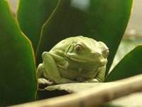 Frog embryos go through a very complex embryonic development.