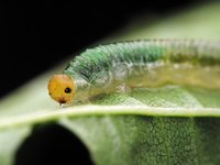 Caterpillars move slowly, making them easy prey.