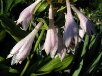 Hosta flowers bloom during the summer months.