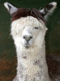 Alpacas are a popular form of tax shelter in the United States.