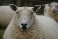 Shearing sheep