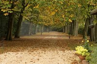 Long driveways look striking when lined with trees.