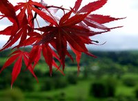The Japanese red maple is a colorful addition to any landscape design.