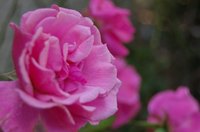 Knock Out roses, like this double pink variety, can be planted almost any time.