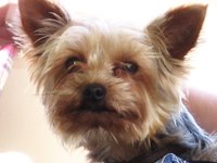 Yorkies are at an increased risk of developing canine diabetes.