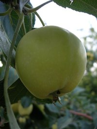 Protecting new grafts is vital for the health of the plant.