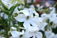 The sweet fragrance of nicotiana flowers emerges after dark.