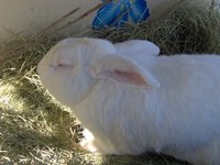 Pet rabbits and guinea pigs can be found in nearly any pet store.