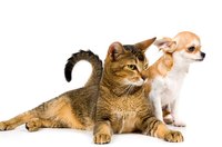 Pets can be harmed by ingesting rat poison