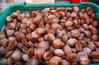 Freshly harvested clams are too expensive to go bad.