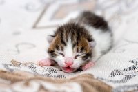 A full-term kitten weighs 3.3 to 3.7 ounces. Living premature kittens can weigh as little as 2 ounces.