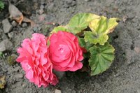 Begonias are toxic to dogs and cats.