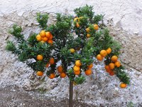 Dwarf citrus trees work well for people with limited gardening space.