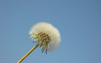 Roundup kills a wide variety of weeds, including dandelions.
