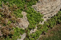 The creeping fig produces delicate green leaves.