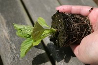 Seedlings need the best start in life.