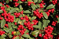 Some shrubs native to northern Minnesota produce red berries.