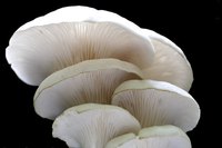 Mushrooms grow in a wide range of home setups.