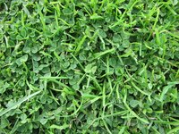Clover roots are tiny nitrogen factories that feed the soil they grow in.