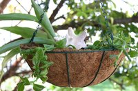 Hang your planter low enough for watering.
