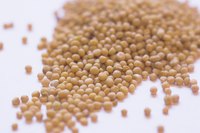 Yellow mustard can be used as a substitute for dry mustard.
