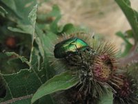 Beetles can damage home gardens by eating flowers and vegetables.