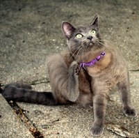 Fleas can be very bothersome when feeding on indoor pets.