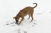 Hypothyroidism appears less often in mixed breed dogs than in purebreds.