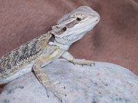 Bearded dragons will show noticeable symptoms when ill from bacterial infections.