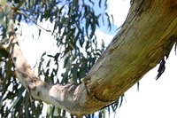 Eucaliptus is the fastest growing dense hardwood.