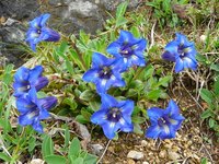 Blue gentian adds metallic sparkle to Italy's spring landscapes.