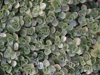 Plants in the sedum family often spread quickly to cover a lot of ground.