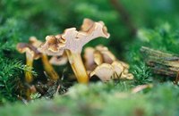 Chanterelles grow in Ohio