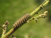 Caterpillars can be a nuisance to ornamentals, trees and crop plants.