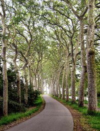 A row of sycamore trees lines a road.