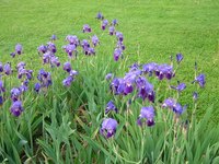 A small bed of two-tone purple Iris flowers.