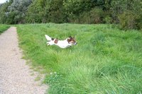 Jack Russell Terriers are known for their energetic personalities.