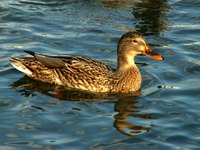 Giving the ducks appropriate food and shelter are two important parts of duck care.