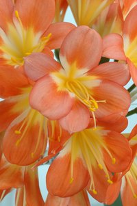 The brightly blooming clivia is native to South Africa.