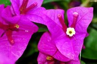 Bougainvillea flowers and bracts.
