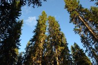 Remove tree bark to reduce a pine tree's rot susceptibility.
