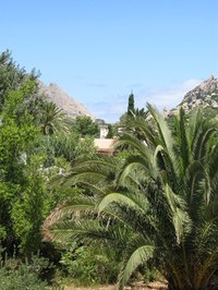 Palms are part of the landscape in Spain.